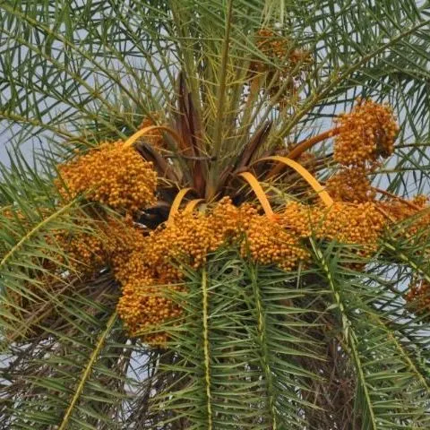 thumbnail for publication: Phoenix sylvestris, Wild Date Palm